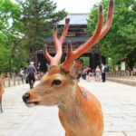 レス1番のリンク先のサムネイル画像