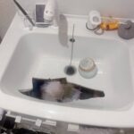 レス35番の画像1