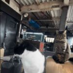 レス1番の画像3