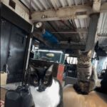 レス1番の画像2