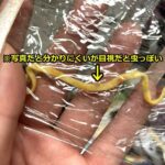 レス1番の画像3